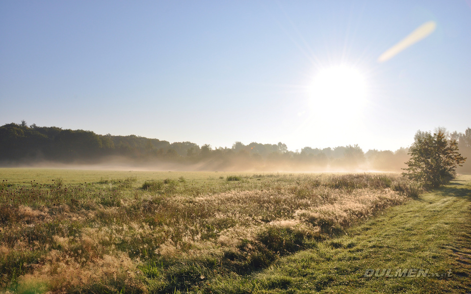 Dawn and dew over a heath